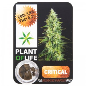 CBD Solid Critical 3,8% 1g